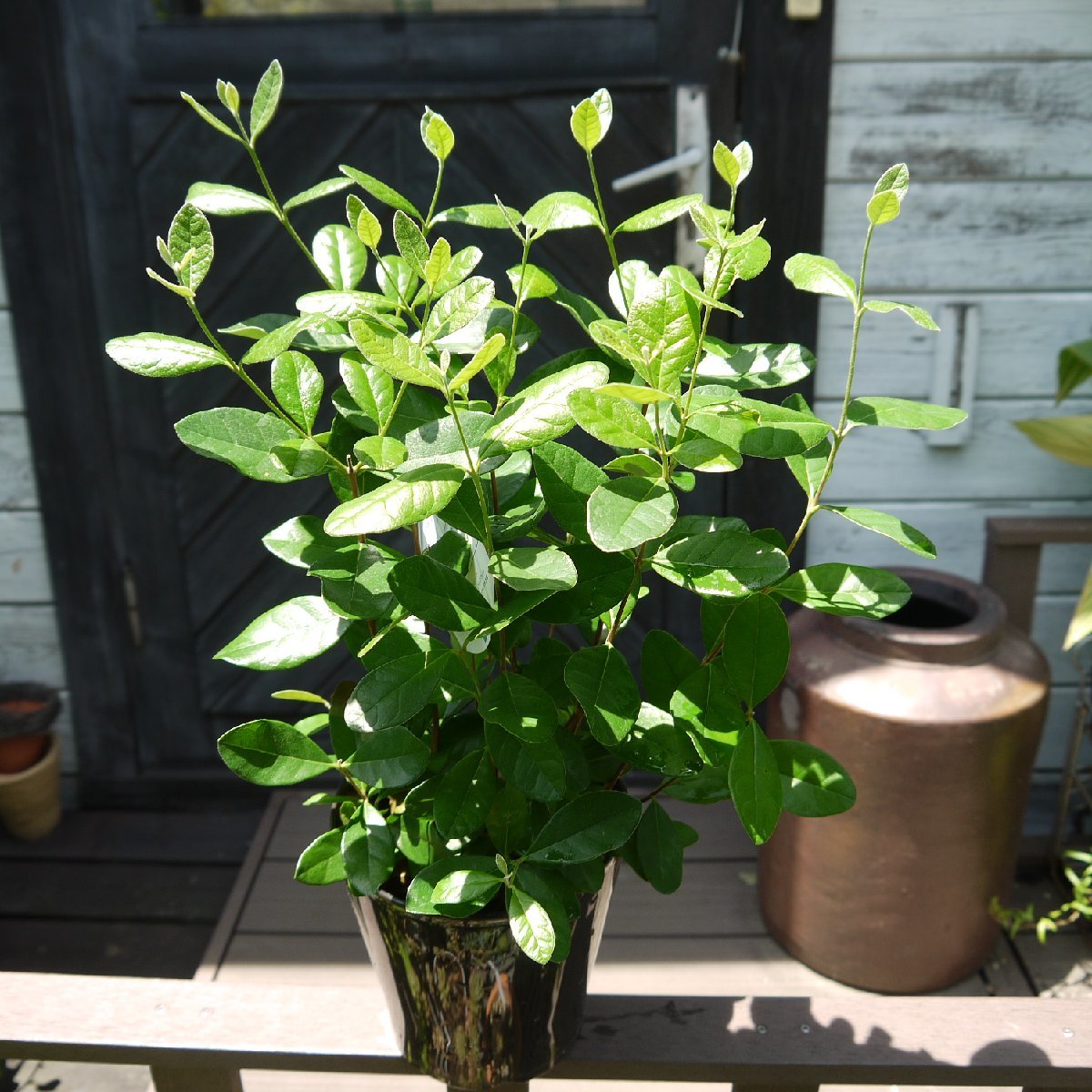 トロピカルフルーツ フェイジョア パイナップルグアバ 5号 果物 常緑果樹 植木 庭木 売買されたオークション情報 Yahooの商品情報をアーカイブ公開 オークファン Aucfan Com