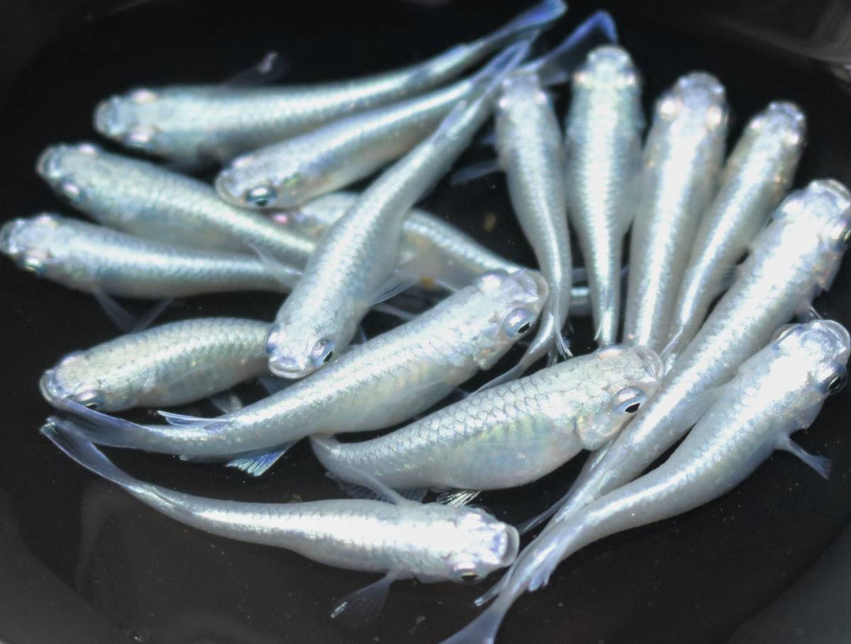 みゆき メダカの値段と価格推移は 552件の売買情報を集計したみゆき メダカの価格や価値の推移データを公開