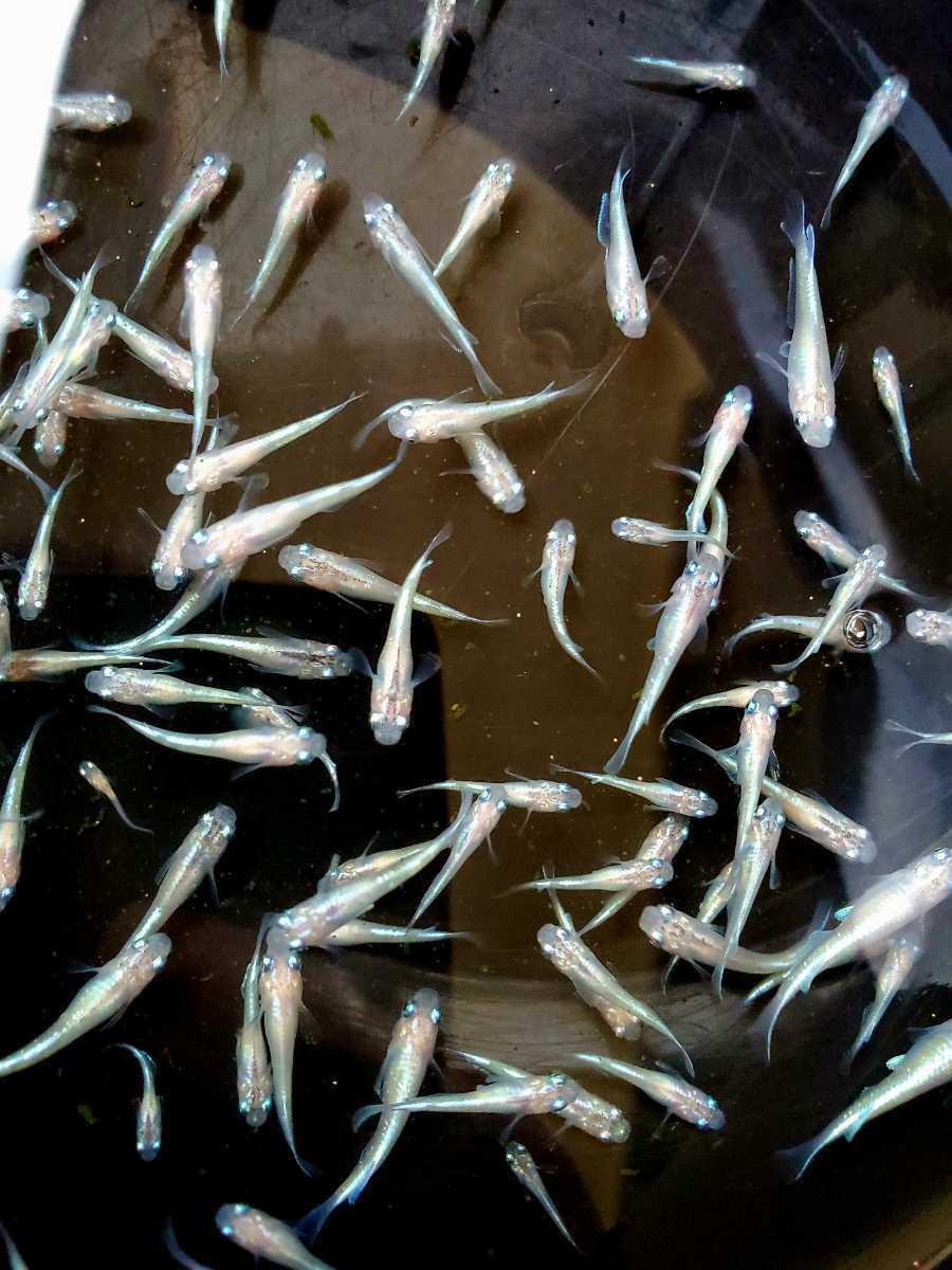 みゆきメダカの値段と価格推移は 187件の売買情報を集計したみゆきメダカの価格や価値の推移データを公開