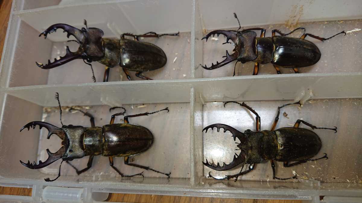 NEOの虫採りはいじゃんぷ 標本 台湾産 タイワンミヤマクワガタ ♂65