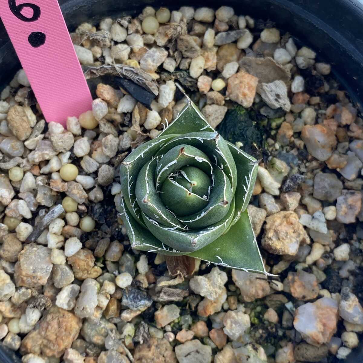 観葉植物 -Wf-特選29 多肉植物 アガベ 羽斑笹の雪 鮮明錦 極上