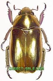 標本】#9473 エクアドル産 アルゲンテオラプラチナコガネ ☆落札合計