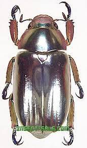 Wikipedia Stock Photo Dung (pair) imperator Sulcophanaeus On