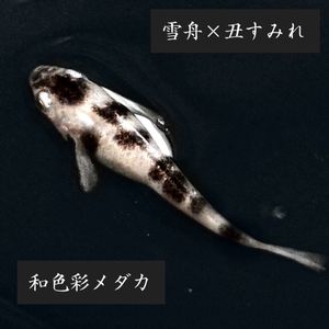 メダカのヤフオク の相場 価格を見る ヤフオク のメダカのオークション売買情報は38 991件が掲載されています