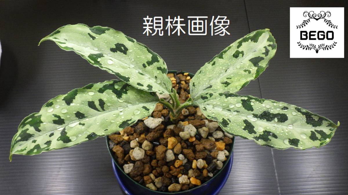 アグラオネマ 大量入荷 法皇緑☆Aglaonema Pictum ☆BEGO-SELECT 