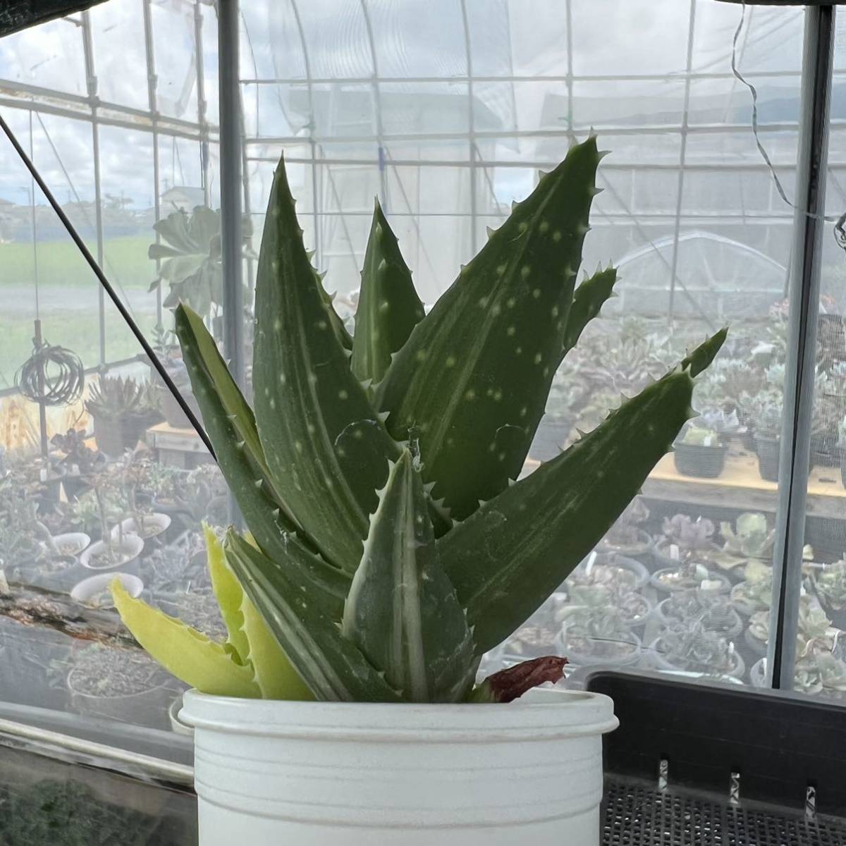 商舗 多肉植物 アロエ 不夜城 錦 Www Cahnandsamuels Com