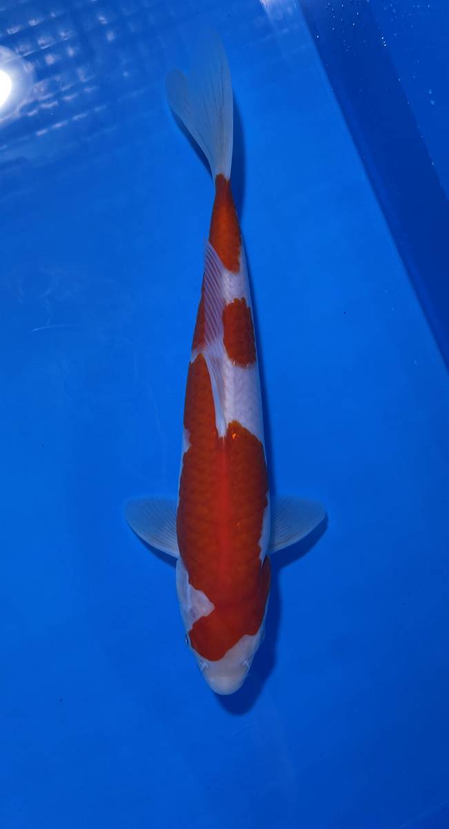 錦鯉 丸点 紅白 2才 約49cm