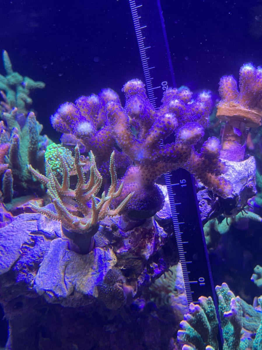 エダコモンサンゴの値段と価格推移は 99件の売買情報を集計したエダコモンサンゴの価格や価値の推移データを公開