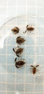 ヒメタイコウチの値段と価格推移は 8件の売買情報を集計したヒメタイコウチの価格や価値の推移データを公開