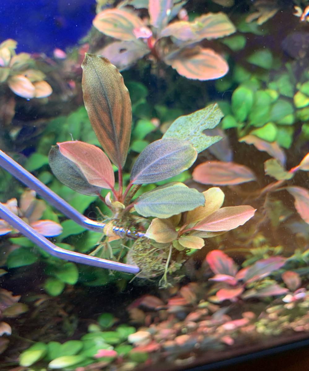 【水草】ブセファランドラ sp. パールグレイ 子株付き(無農薬)(水中葉)(1株) sp. 完全水中葉 ブセファランドラsp TB便！ Red(無農薬)(水中葉)1株 ブセファランドラsp.パールグレイ