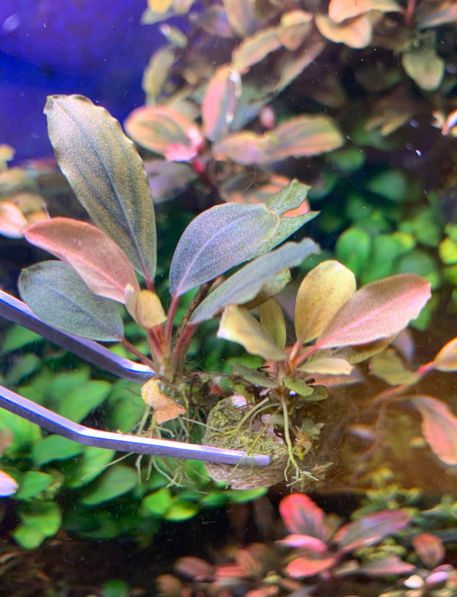 【水草】ブセファランドラ sp. パールグレイ 子株付き(無農薬)(水中葉)(1株) sp. 完全水中葉 ブセファランドラsp TB便！ Red(無農薬)(水中葉)1株 ブセファランドラsp.パールグレイ