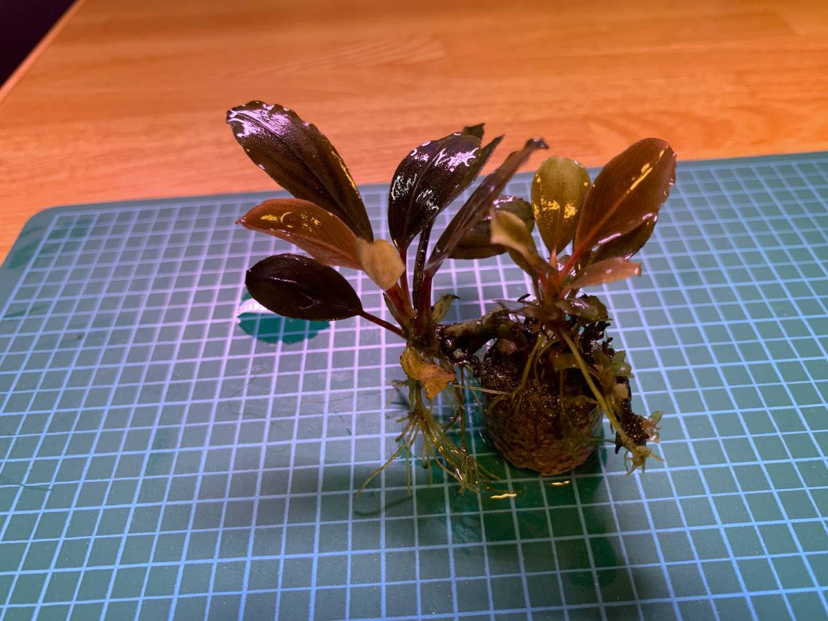 【水草】ブセファランドラ sp. パールグレイ 子株付き(無農薬)(水中葉)(1株) sp. 完全水中葉 ブセファランドラsp TB便！ Red(無農薬)(水中葉)1株 ブセファランドラsp.パールグレイ
