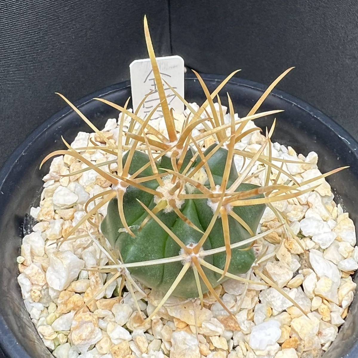 多肉植物 フェロカクタス 古株 大苗 棘無王冠竜 店内全品対象 棘無王冠竜