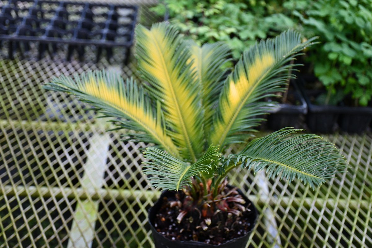 森伊蔵　1.8L 220852☆AO☆珍種 中斑ソテツ Cycas revoluta cv. 100サイズ Cycas