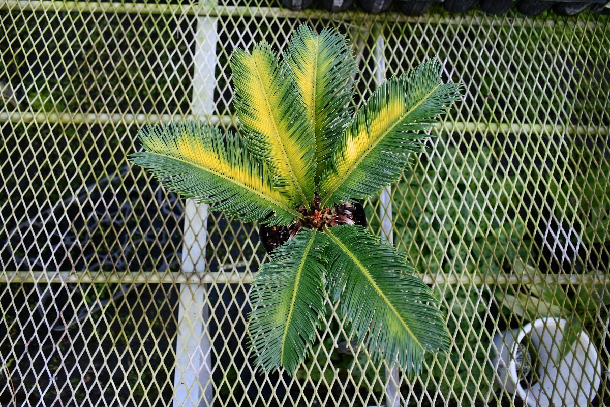 220852☆AO☆珍種 中斑ソテツ Cycas revoluta cv. 100サイズ Cycas