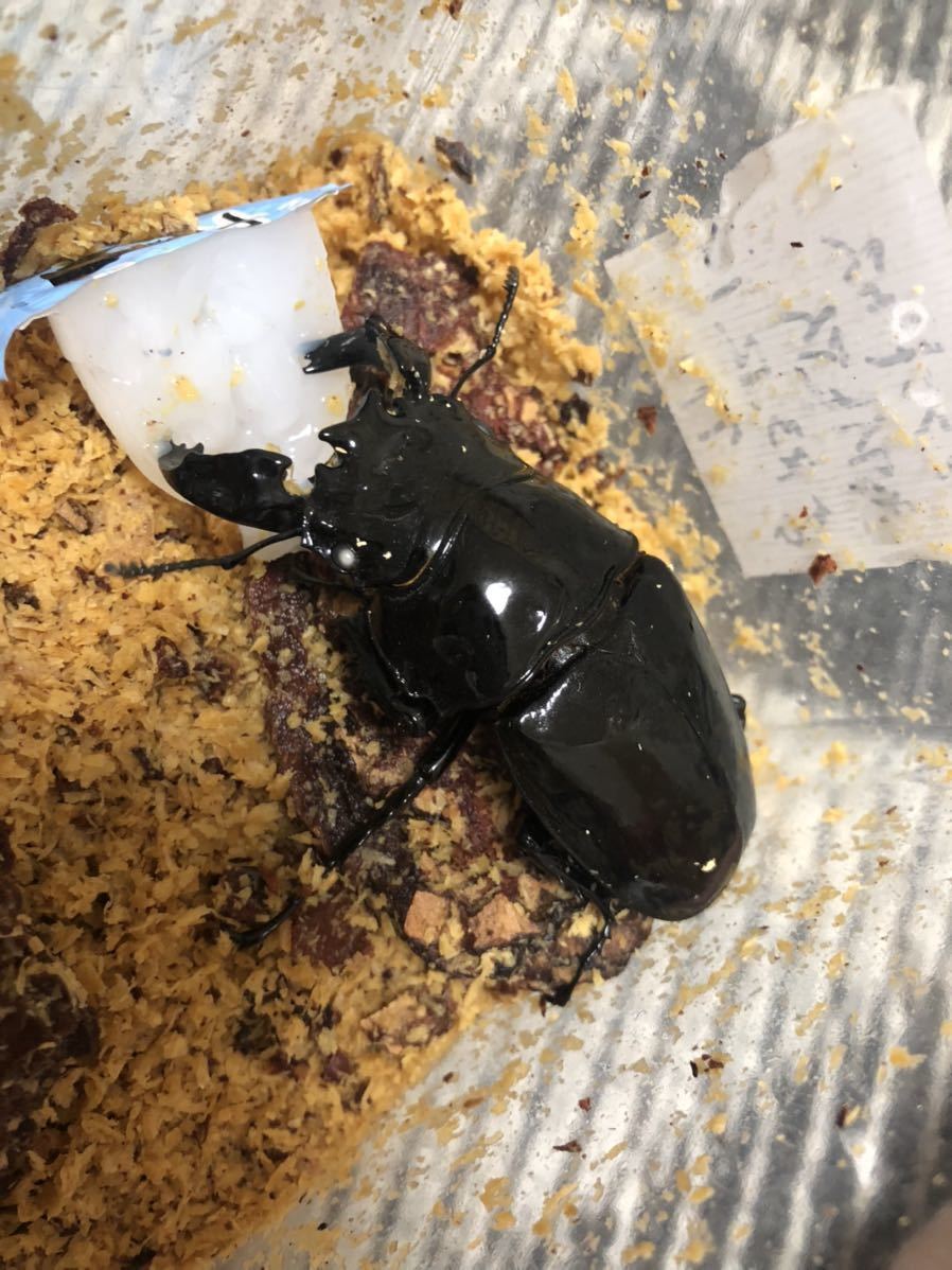 タランドゥスオオツヤクワガタ 幼虫 タランドゥス 5頭 クワカブR