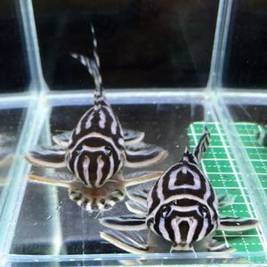 訳アリ インペリアルゼブラプレコ