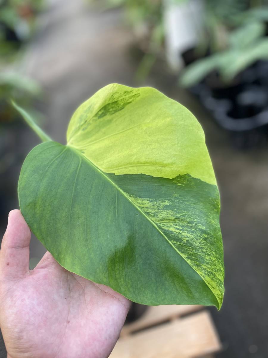 全国無料，全国無料，HOT モンステラ ボルシギアナ 黄斑 MONSTERA BORSIGIANA ' YELLOW VARIEGATA ' 1円スタート(モンステラ)｜売買されたオークション情報、yahooの商品情報をアーカイブ公開 - オークファン モンステラ