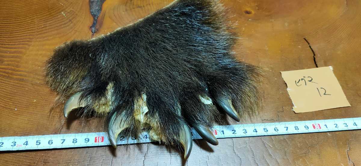 ○希少○ヒグマの爪 5本（12） 羆 ベア―クロー 熊爪 熊 クマの手足