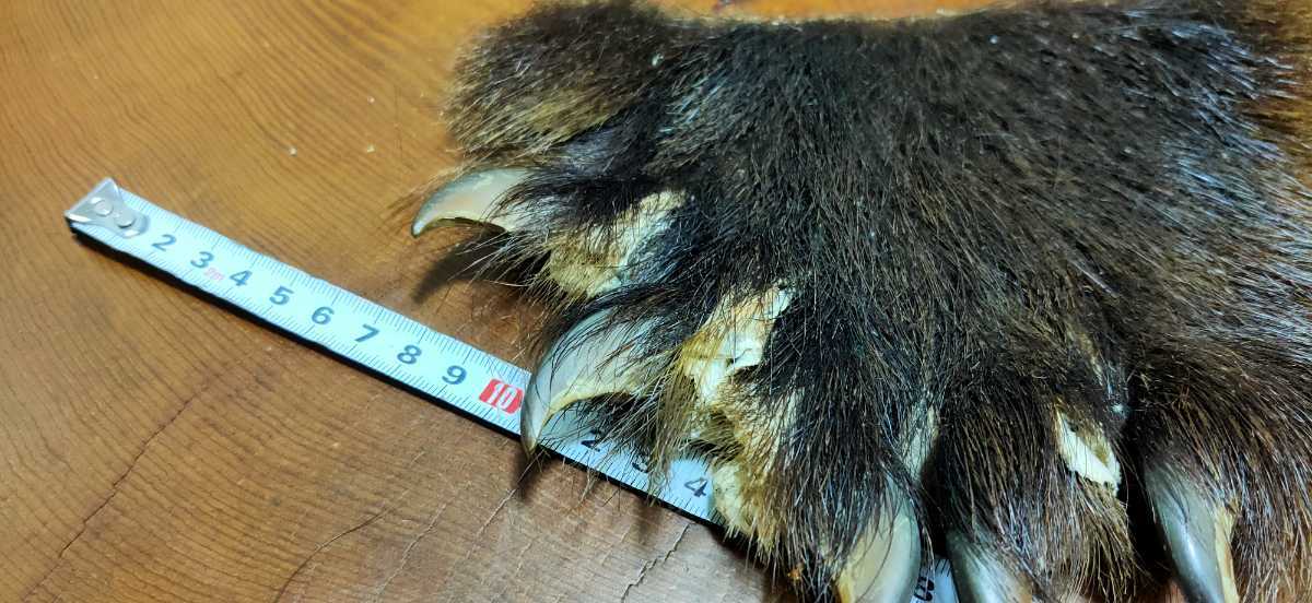 KITUNEAME 熊の爪 熊爪 熊手の爪 5本 ○希少○ヒグマの爪 5本（12） 羆 ベア―クロー 熊爪 熊 クマの手足