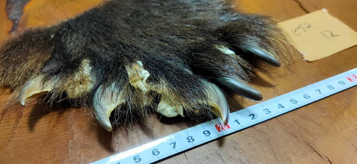 ○希少○ヒグマの爪 5本（12） 羆 ベア―クロー 熊爪 熊 クマの手足 