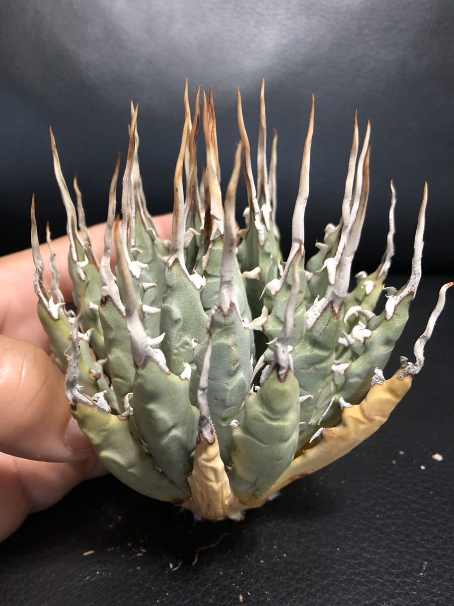 【限定セール，格安】 19 Agave ユタエンシス エボリスピナ陽炎(アガベ)｜売買されたオークション情報、yahooの商品情報をアーカイブ公開 - オークファン アガベ