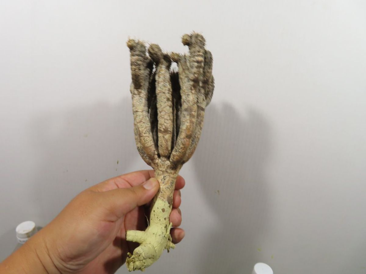 最安値，新品 ソ4540 現地株 ユーフォルビア ギラウミニアナ 小 抜き苗 最新到着 マダガスカル Euphorbia guillauminiana 多肉植物(観葉植物)｜売買されたオークション情報、yahooの商品情報をアーカイブ公開 - オ その他