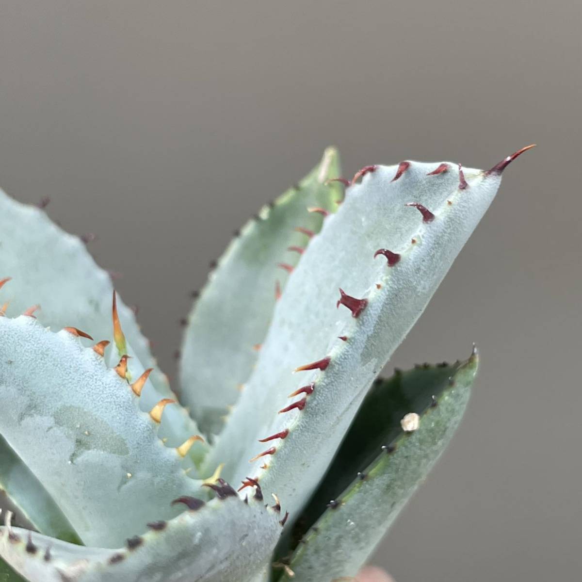 アガベ トランカータ パリー - Yahoo!オークション 青白葉 斑入り の 