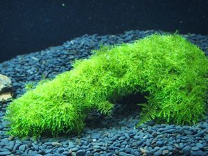 ウィローモスの値段と価格推移は 1 243件の売買情報を集計したウィローモスの価格や価値の推移データを公開