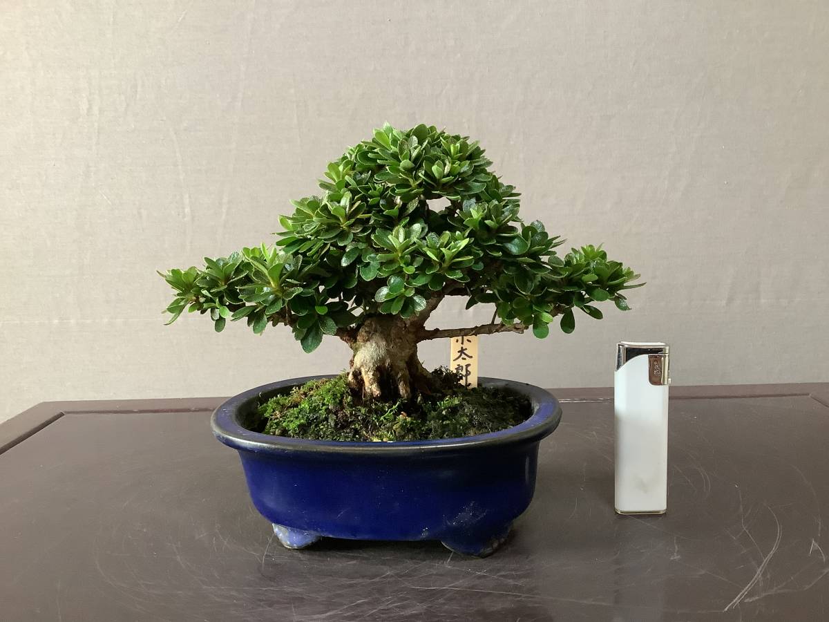 真柏盆栽」ジン、シャリ捻転幹/模様木(85) 【公式通販】