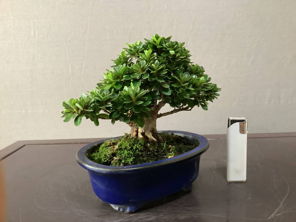 ☆さつき倶楽部☆ 皐月 盆栽 最高級 小品 『 晃一品 』 日光の枝