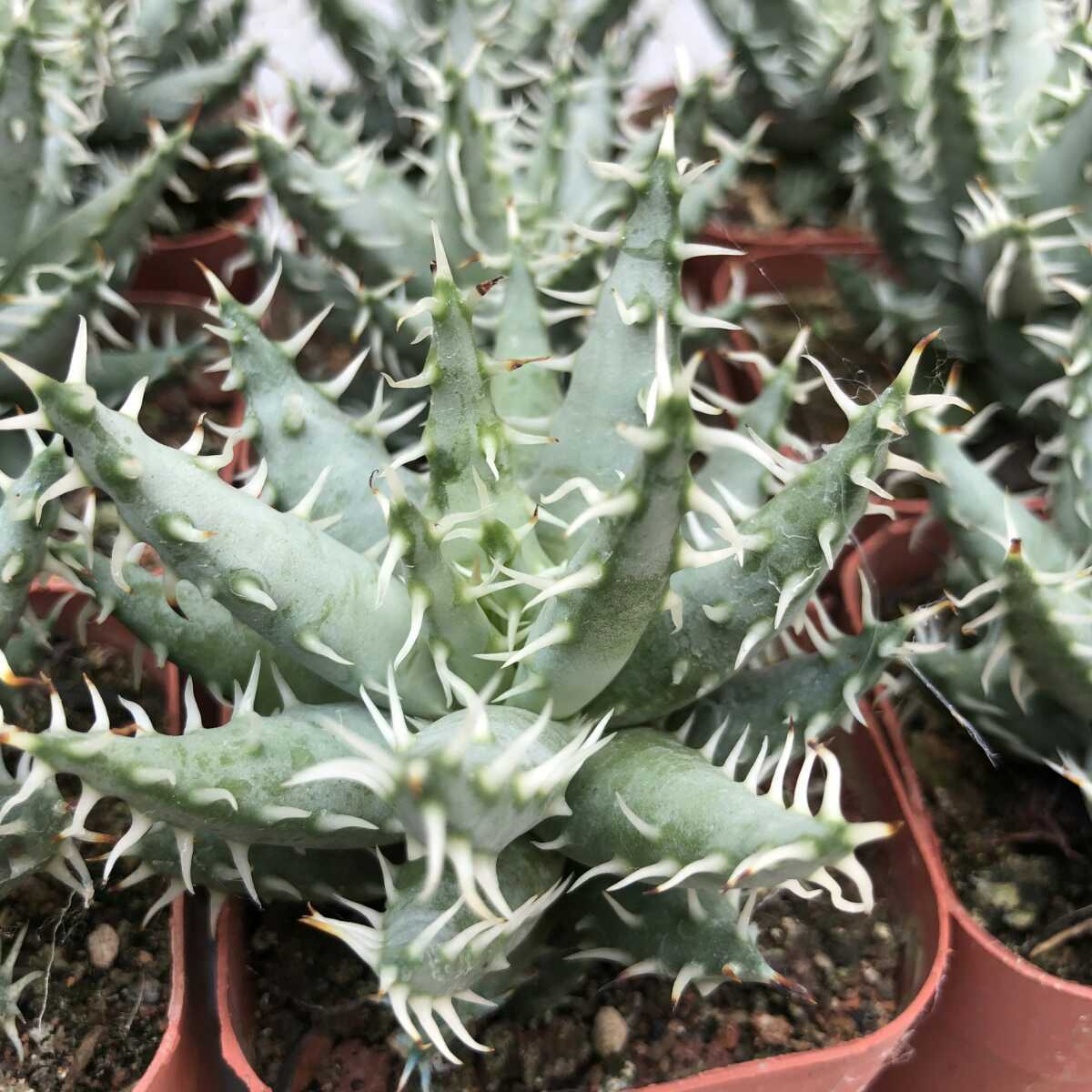 激レア 5ヘッド アロエ エリナケア Aloe erinacea アロエ エリナケア