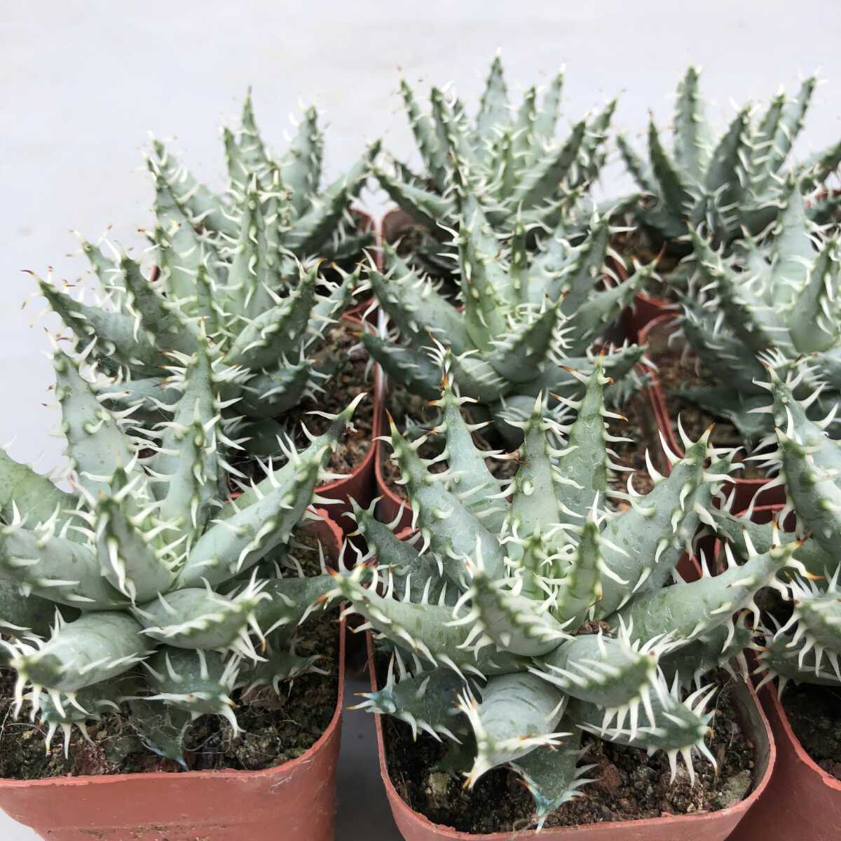 レア アロエ エリナケア 大株 美株 aloe 多肉 激レア 5ヘッド アロエ エリナケア Aloe erinacea アロエ エリナケア