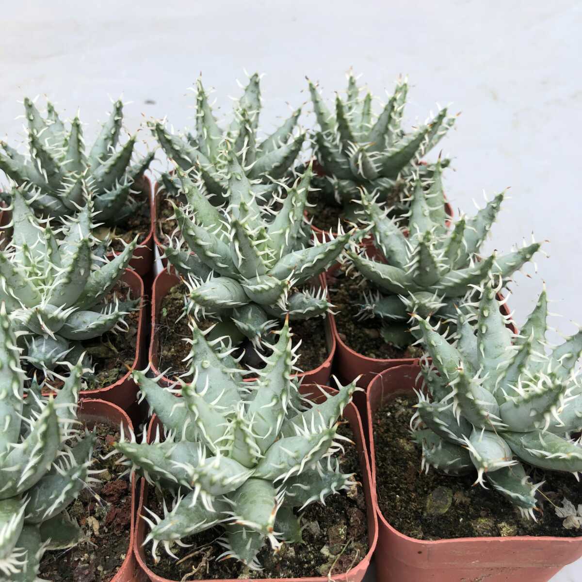 激レア 5ヘッド アロエ エリナケア Aloe erinacea アロエ エリナケア