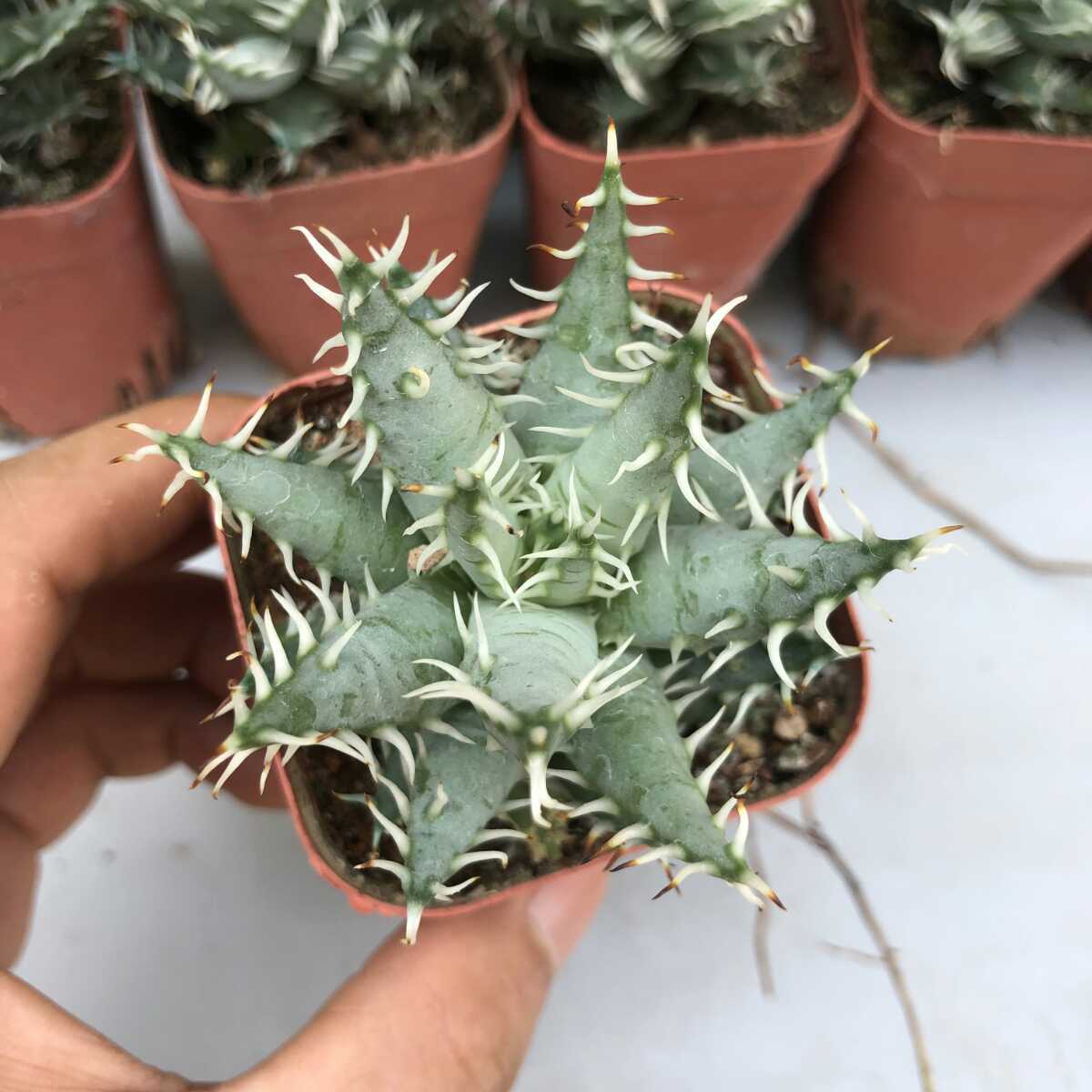 激レア 5ヘッド アロエ エリナケア Aloe erinacea アロエ エリナケア