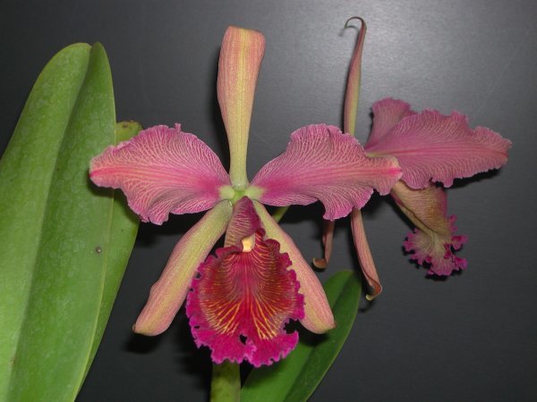 お買い得，安い ☆洋蘭☆原種☆カトレア☆C. dowiana v.rosita x sib