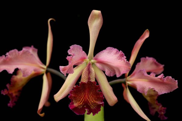 お買い得，安い ☆洋蘭☆原種☆カトレア☆C. dowiana v.rosita x sib