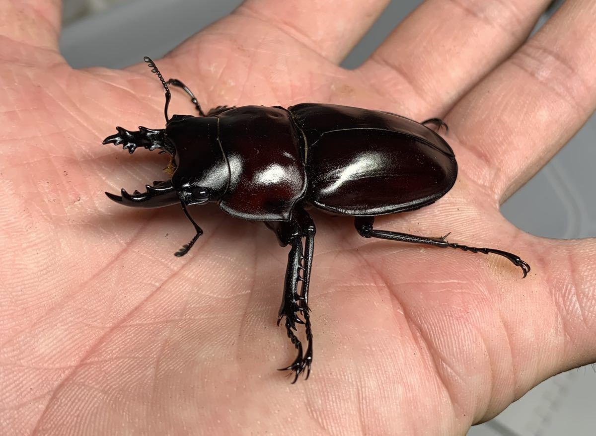 ⑰ヤエヤママルバネ1ペア (西表島産） ヤエヤママルバネクワガタ 西表