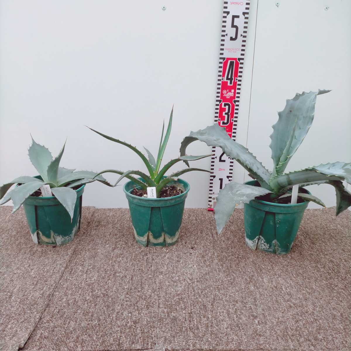 アガベ | チタノタ 観葉植物 5号」の人気商品一覧 安い商品を通販 