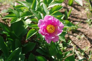 芍薬シャクヤクの値段と価格推移は 32件の売買情報を集計した芍薬シャクヤクの価格や価値の推移データを公開