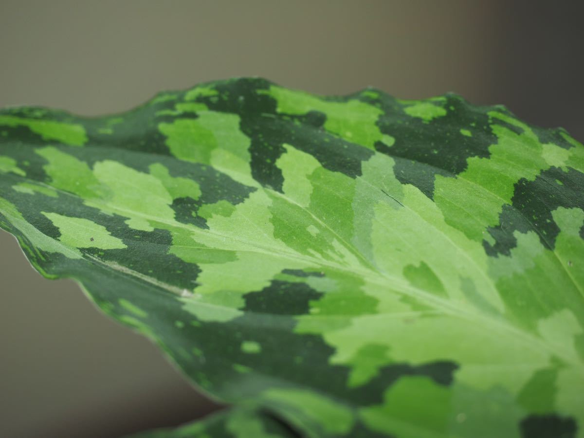 アグラオネマ ピクタム 'ジェミニ'　Aglaonema pictum 'Gemini'