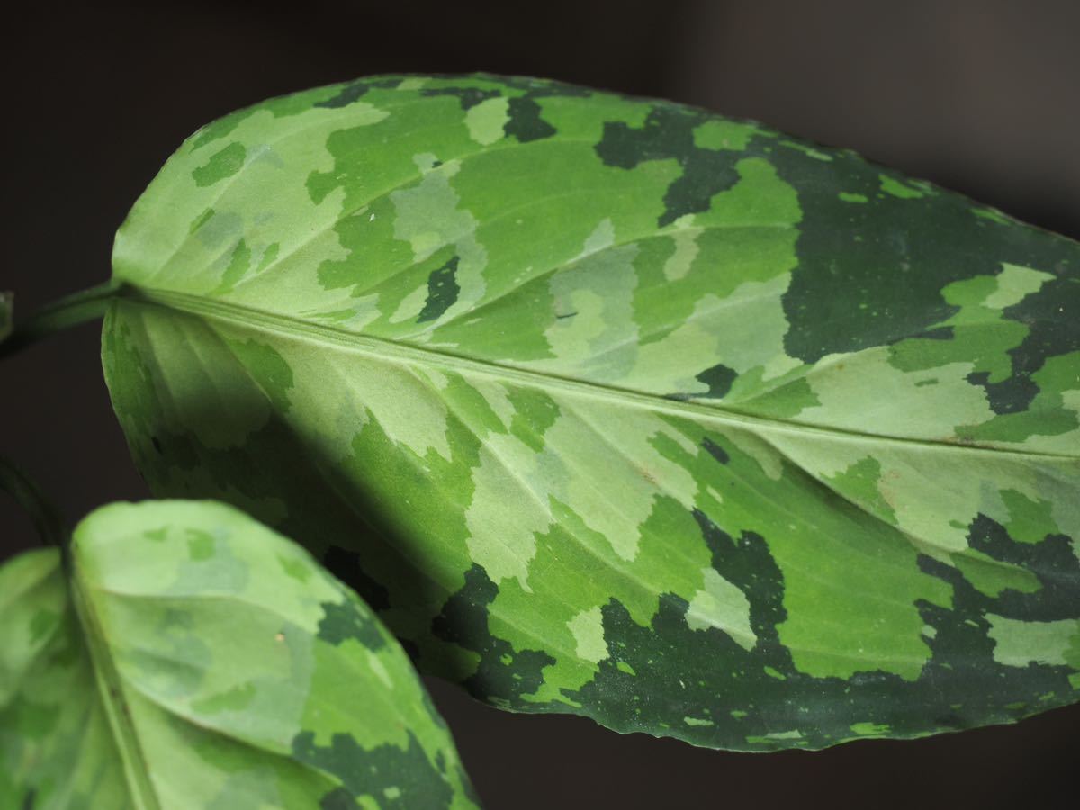 アグラオネマ ピクタム 'ジェミニ'　Aglaonema pictum 'Gemini'