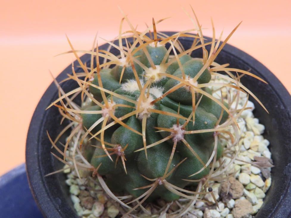 111 Copiapoa coquinbana var. andina コピアポア サボテン 多肉植物
