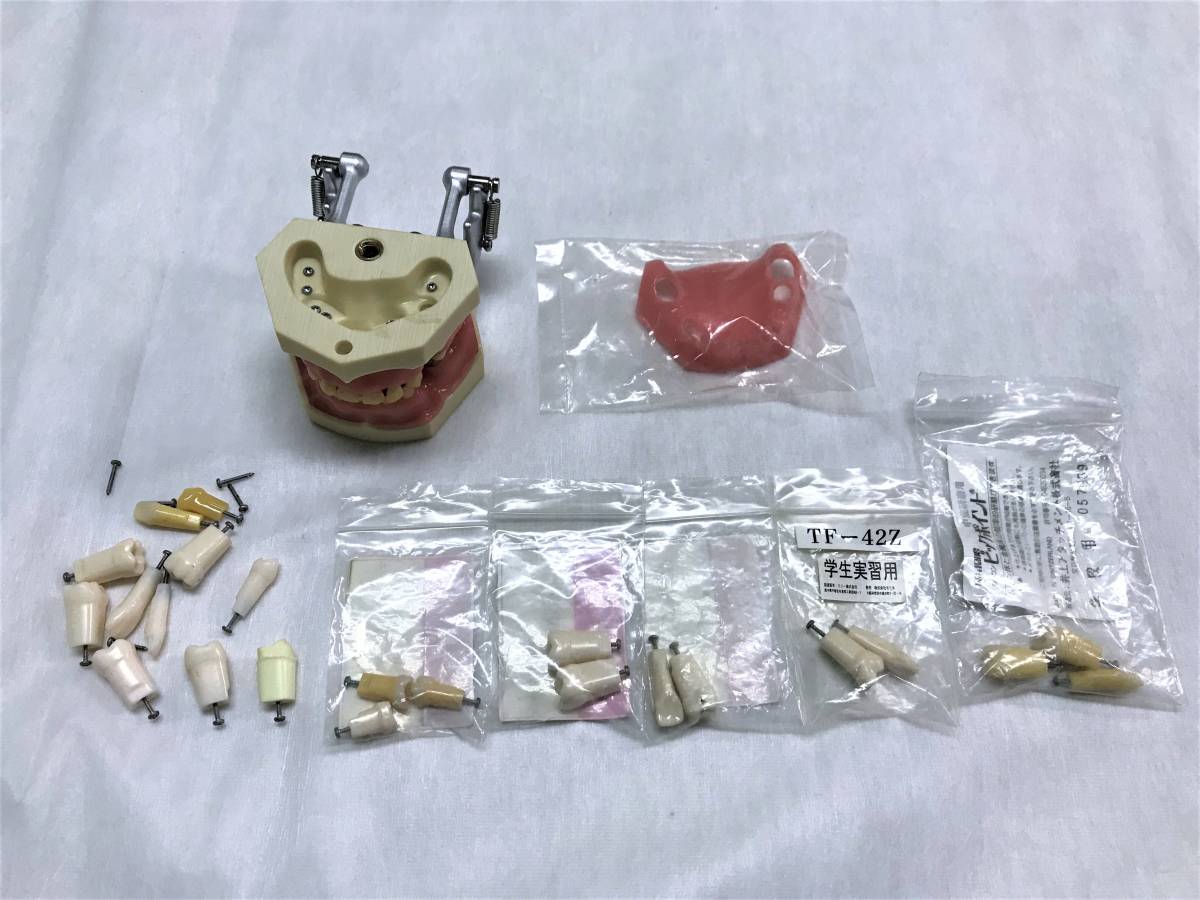 ☆歯周病 歯科 模型 歯周外科 顎模型 歯科衛生士 スケーリング 【USED品/委託品】
