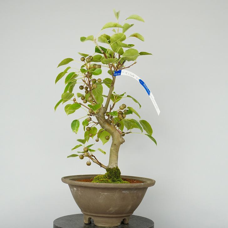 ☆いわひば イワヒバ 銘品 (春日錦) 10年物☆ イワヒバ 銘品 ☆