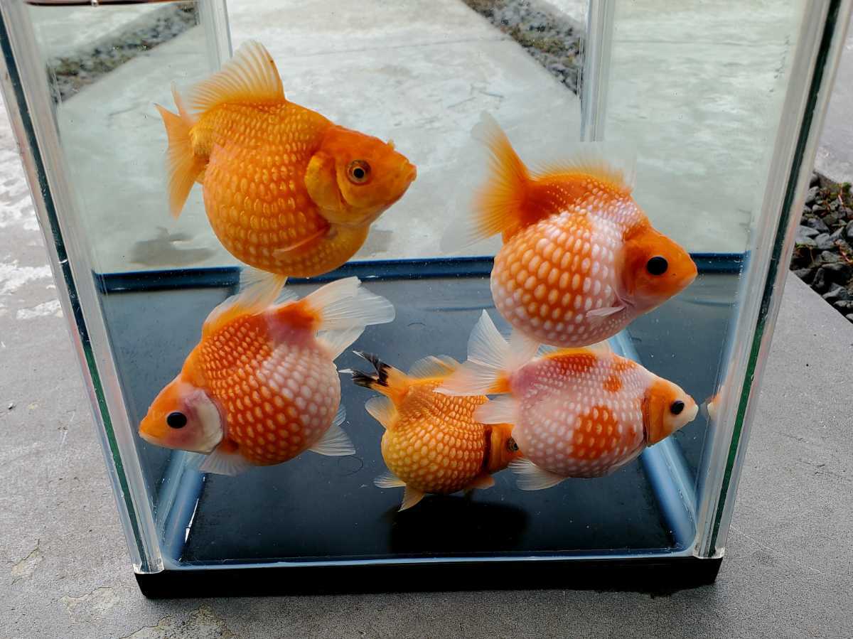 国産 国産☆ピンポンパール☆3匹☆約8.5cm☆明け2歳