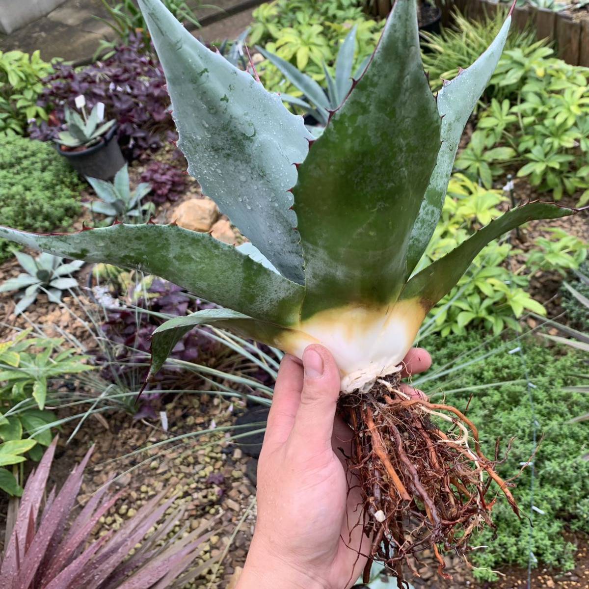 アガベ 多肉植物 オバティフォリア Agave ovatifolia
