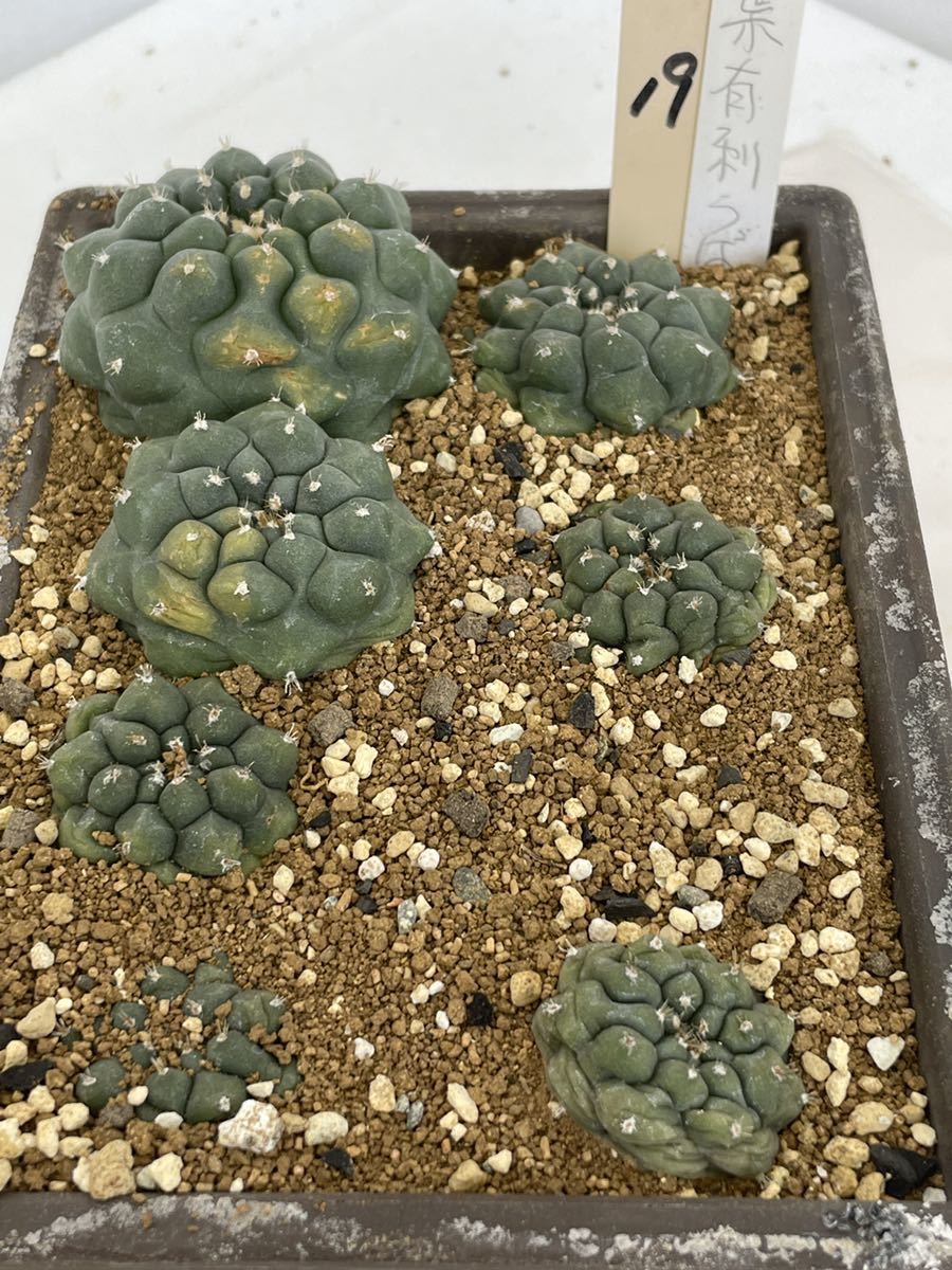 紅葉 サボテンの値段と価格推移は 113件の売買情報を集計した紅葉 サボテンの価格や価値の推移データを公開