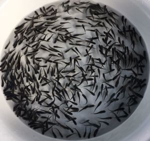 小川ブラックメダカの値段と価格推移は 5件の売買情報を集計した小川ブラックメダカの価格や価値の推移データを公開