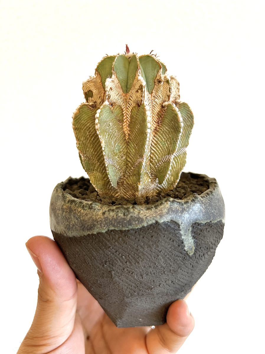 BOTANIZE ボタナイズ　N/OH コラボ鉢 N/OH× BOTANIZE 〝コロ鉢〟S size φ120mm